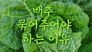 #김장배추 재배 방법 #배추를묶어주어야 하는 이유