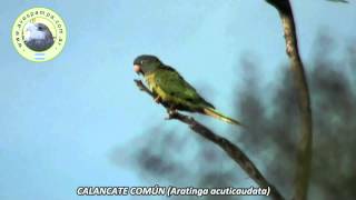 preview picture of video 'Calancate Comun Aratinga acuticaudata1'