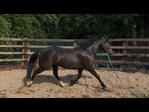 Connemara pony with class 1 breeding - Image 2