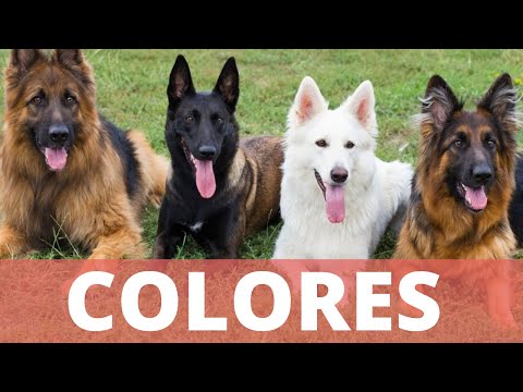 LOS Colores DEL Pastor Alemán