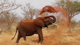 Wer will mit auf Safari gehn