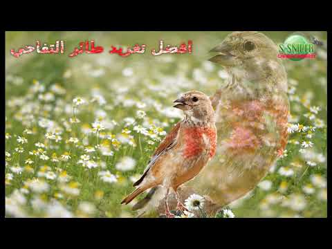 تغريد طائر التفاحي للصيد