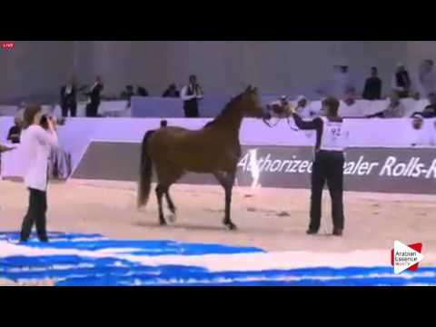 N.92 AJ SAWARI - Dubai 2016 - Fillies 3 years old (Class 4)