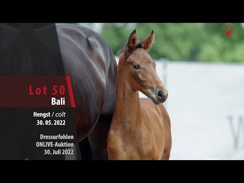 OnLive-Auktion Lot 50 Bali Hengst v. By your Side - Diamond Hit