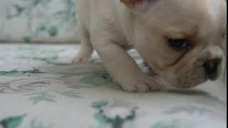 Video preview image #1 French Bulldog Puppy For Sale in HOBART, IN, USA