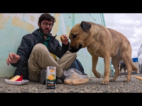 , title : 'Köpek Yemeğimi Alıp Kaçtı! Patagonya'da Bir Garip Yolculuk! (El Calafate) #311'
