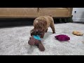 Miniature Poodle dogs for sale: Carmen - Video 1