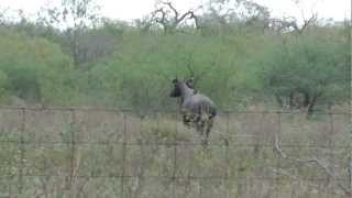 preview picture of video 'Large adult male nilgai antelope North of Lyford Texas 2012-11-23'