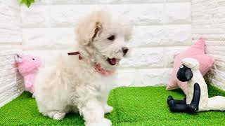 ハーフ犬の動画01