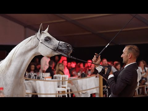 STC AUCTION 2023 - The Official Aftermovie