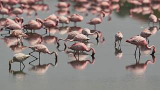 Flamencos llegan a la laguna de Venecia gracias a un proyecto de restauración de humedales de la UE