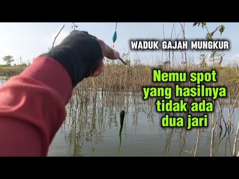 Mancing WGM Terbaru||Masih Nemu Spot Haup‼️Hasil Tidak ada Dua Jari⁉️ #mancing #fishing #wgm