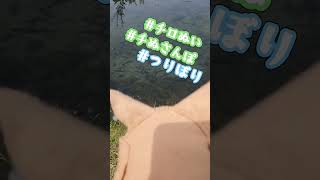【チロぬい】(｢･ω･)｢🐟さかな〜