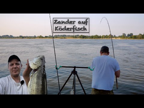 ZANDER mit KÖDERFISCH fangen, so klappt es garantiert!!