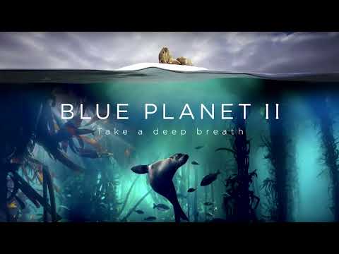 Hans Zimmer, Jacob Shea & David Fleming - Albatross Flight | Official Soundtrack