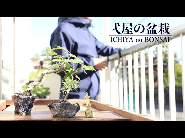 lucky bamboo plant pot 2 layer lucky bamboo Green Water Pot – PlantMart.pk main image 0
