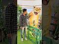 Don't touch tiger 😱 #shorts