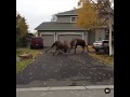 MA Come Outside There’s a F*cking Moose Or a Buffalo  Meme “this some national geographic shit”