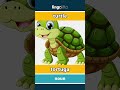 turtle - tortuga video thumbnail