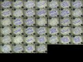 Spongebob Season 2 Title Cards Played At Once