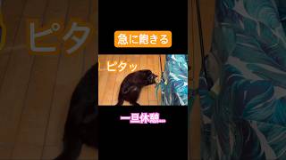 遊び中にフリーズ🐈‍⬛ #猫 #黒猫 #猫動画