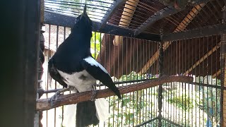 Download lagu Burung kacer super gacor ngobra buka ekor gaya nagen || kacer jinak cocok untuk pancingan emosi mp3