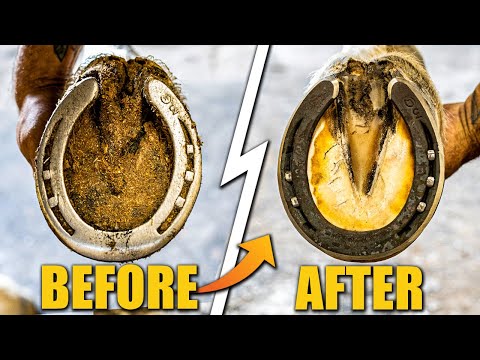 Satisfying Hoof Restoration | 4K Farrier ASMR