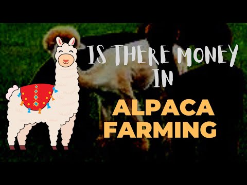 , title : 'Is There Money In Alpaca Farming'