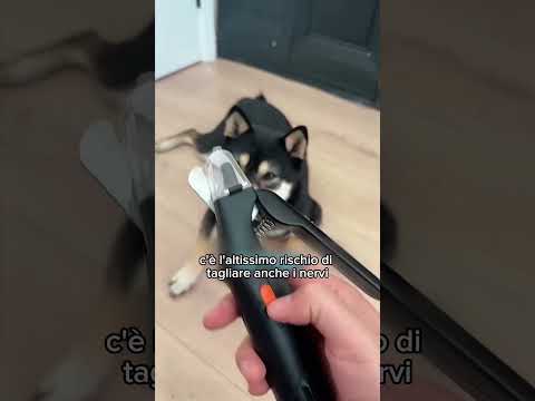 I Cani NON vanno Maltrattati! #cane