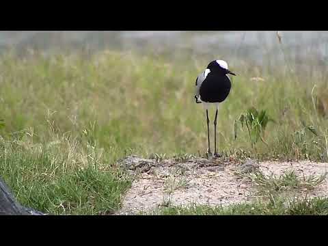 Djuma: Blacksmith Lapwing by the pan - 18:20 - 12/15/2022