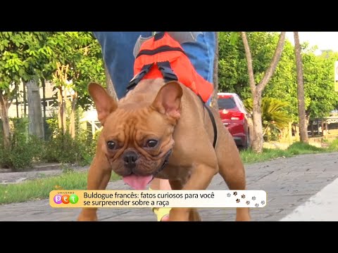 Buldogue francês: Fatos curiosos para você se surpreender sobre a raça 28 11 2022