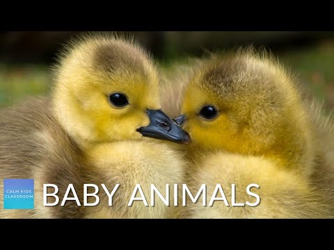 Quiet Classroom Music For Children - Baby Animals - Relaxing music for elementary classroom
