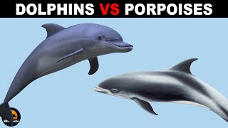 What Is The Difference Between Porpoises and Dolphins