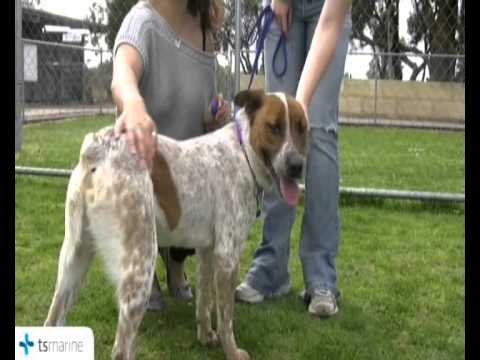 RSPCA WA Pancho and Glenys 18 August