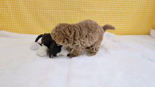 ハーフ犬の動画01