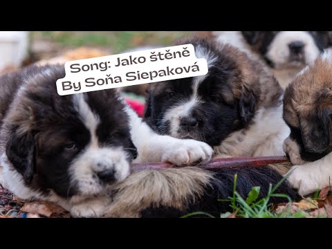 Sona Siepakova - Písnička Jako štěně od Soni Siepakové. Ve spolupráci se Studiem 