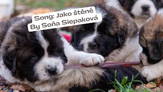 Video Písnička Jako štěně od Soni Siepakové. Ve spolupráci se Studiem 