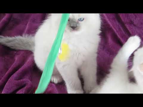 Blues, Seals, Bi-colors, Lynx Toothpaste Kittens- December 24, 2018 A Ragdoll To Love Cattery