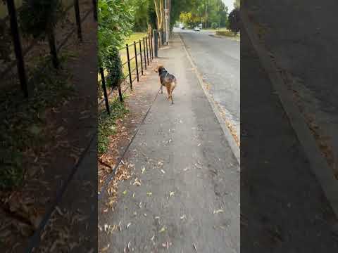 Monday stroll with Azra #dog #dogshorts #shorts