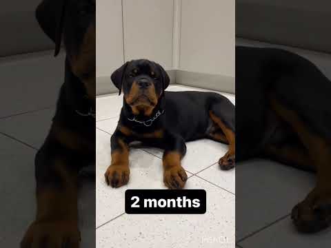 Roman rottweiler from age 2 months to full grown transition