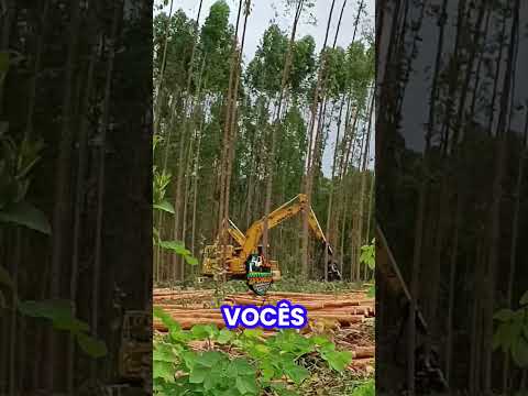 no corte do eucalipto, palco do momento cardeal da Silva Bahia