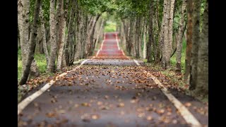 Seed explosion Part 1