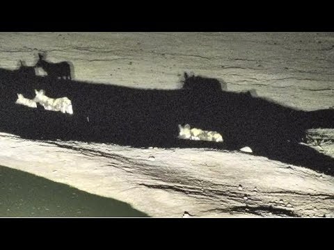 Djuma:Wild Dogs at Djuma's Vuyatela Pan - 02:34 - 11/20/18