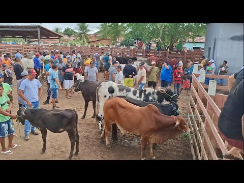 FEIRA DE GADO TOPADA DE LAGOA DE PEDRAS-RN 08.06.2026