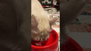 #乳酸菌#マグロ#ホタテ#ねこ#猫#シルバー#猫のいる暮らし #食事#イマジネーション#spyair