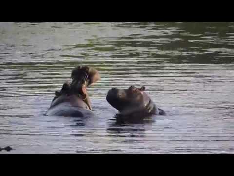 Hippo Shows off it's HUGE Mouth