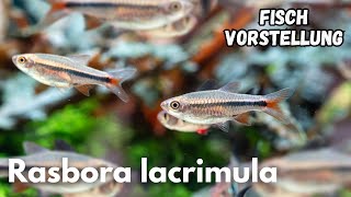 Rasbora lacrimula - Kirschbärbling (Zwerg-Vulkanbärbling) | Liquid Nature Fisch Vorstellung