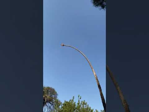 , title : 'Homem arrisca a vida cortando uma palmeira californiana de 30 metros.'