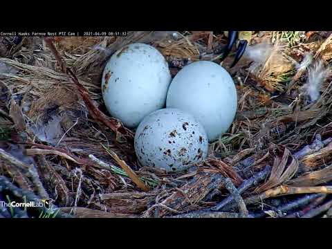 Big Red Lifts Up, Shows Off Her Eggs At #CornellHawks Nest – April 9, 2021