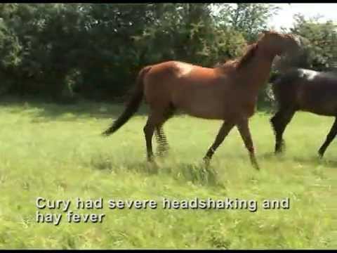 Headshaking and hay fever (snorting and nose rubbing) case study - recovery with Equine Breathing